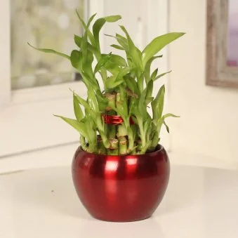 My Gifts Tree Lucky Bamboo Red Pot
