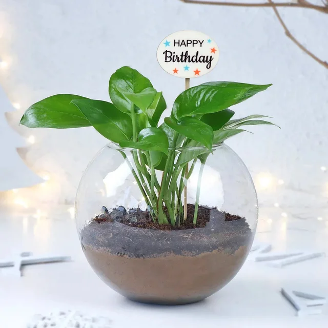 My Gifts Tree Money Plant Blossom Delight