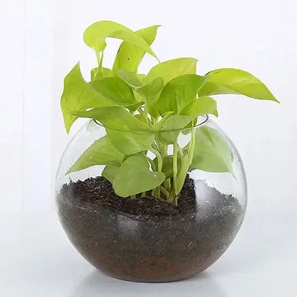 My Gifts Tree Money Plant Glass Vase