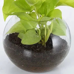 My Gifts Tree Money Plant Glass Vase