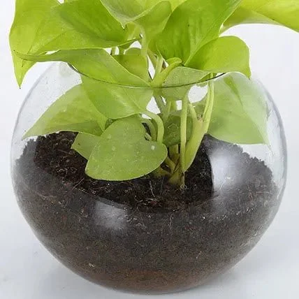 My Gifts Tree Money Plant Glass Vase