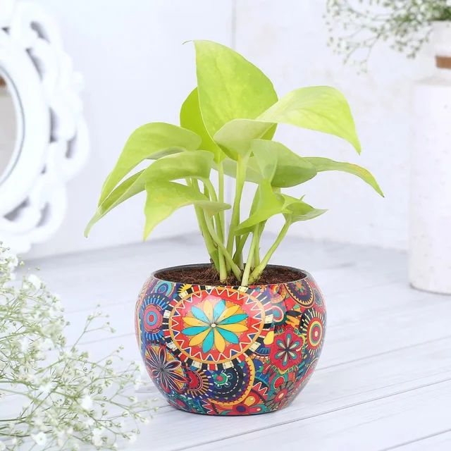 My Gifts Tree Money Plant in Colourful Rajwada Printed Pot