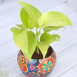 My Gifts Tree Money Plant in Colourful Rajwada Printed Pot