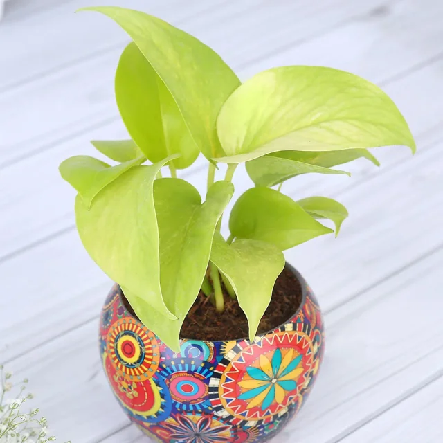 My Gifts Tree Money Plant in Colourful Rajwada Printed Pot