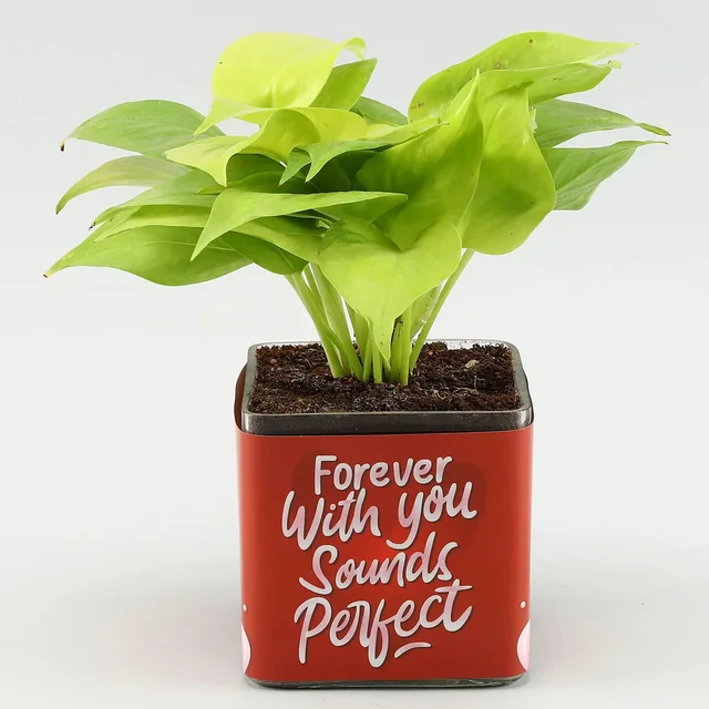 Money Plant in Forever with You Sounds Perf