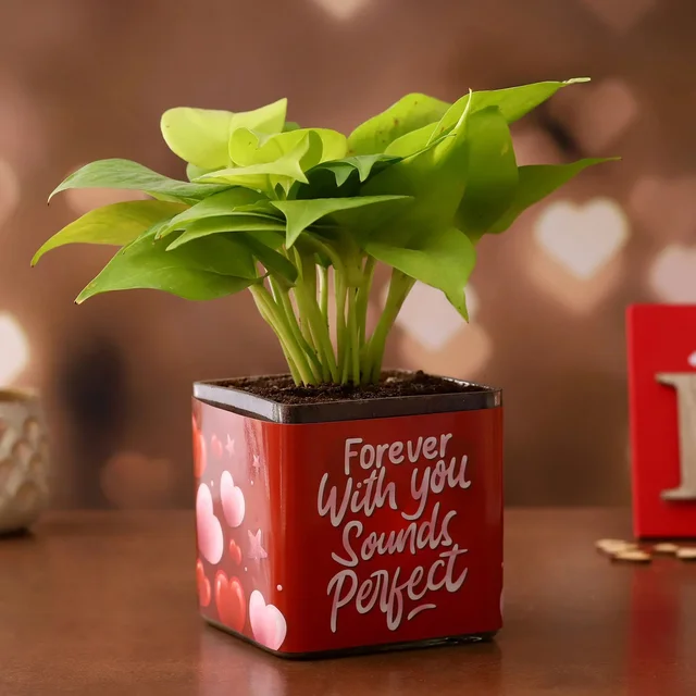 Money Plant in Forever with You Sounds Perf