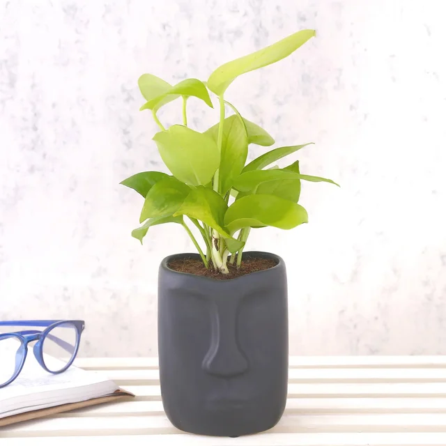 My Gifts Tree Money Plant in Modern Art Pot