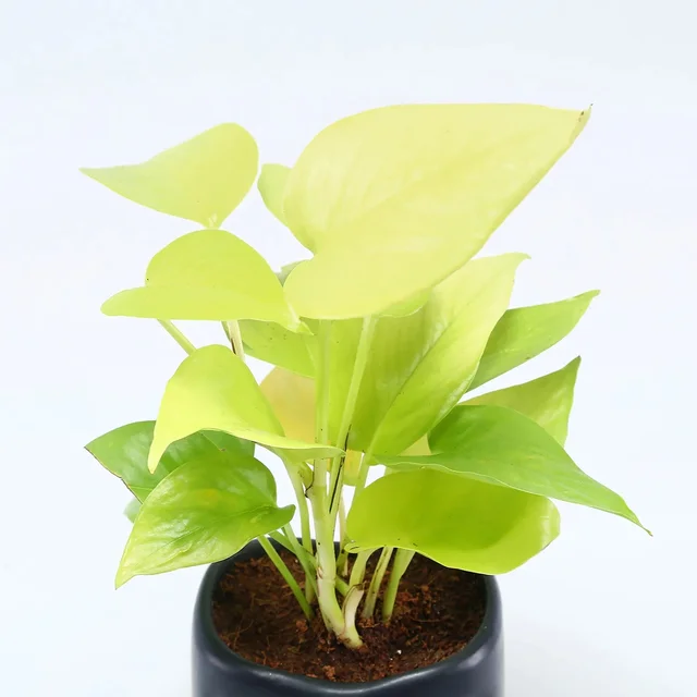 My Gifts Tree Money Plant in Modern Art Pot