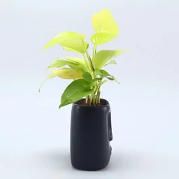 My Gifts Tree Money Plant in Modern Art Pot