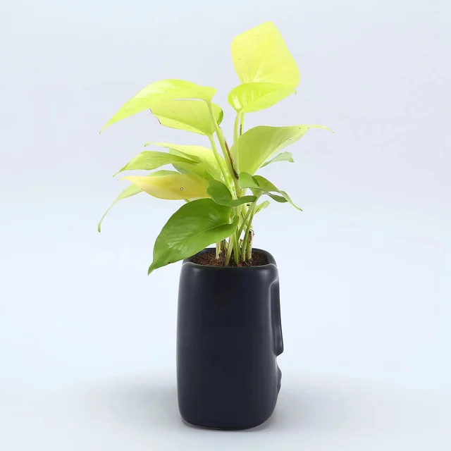 My Gifts Tree Money Plant in Modern Art Pot