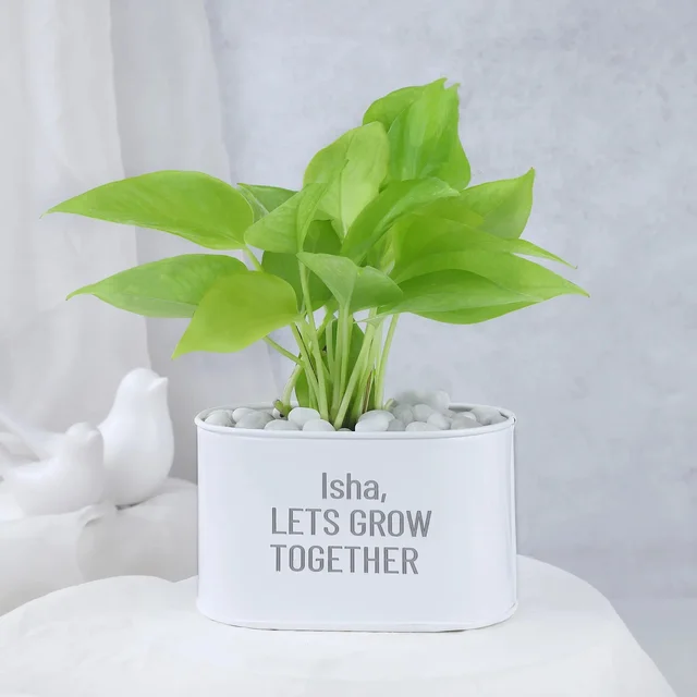 My Gifts Tree Money Plant in Personalised Lets Grow