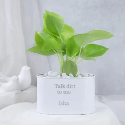 My Gifts Tree Money Plant in Personalised Lets Grow