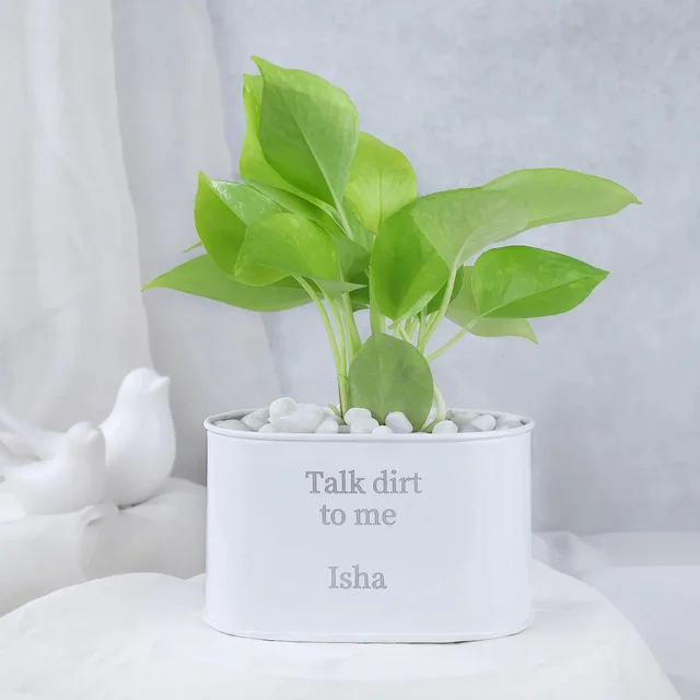 My Gifts Tree Money Plant in Personalised Lets Grow