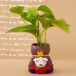 My Gifts Tree Money Plant King and Queen Part Set Hand Deliv