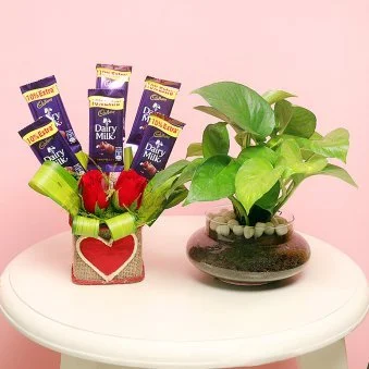 Money Plant Ptted Love