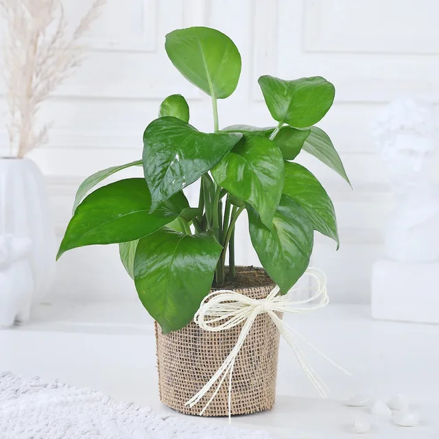 My Gifts Tree Money Plant Radiant Greens