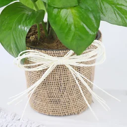 My Gifts Tree Money Plant Radiant Greens