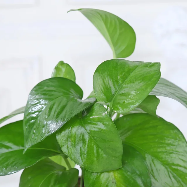 My Gifts Tree Money Plant Radiant Greens