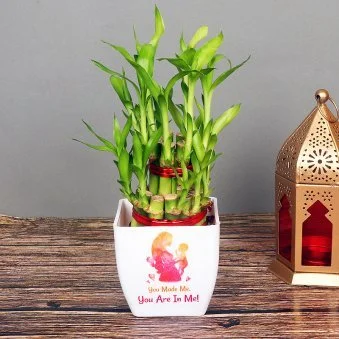 Printing Pot Lucky Bamboo