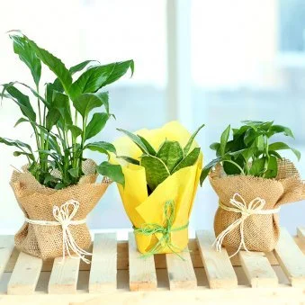 My Gifts Tree Speaking Three Plant Combo