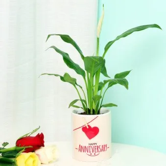 My Gifts Tree Wonderfull Peace Lily Plant