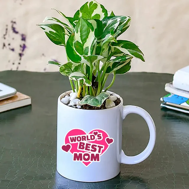 My Gifts Tree World Best Mom Money Plant