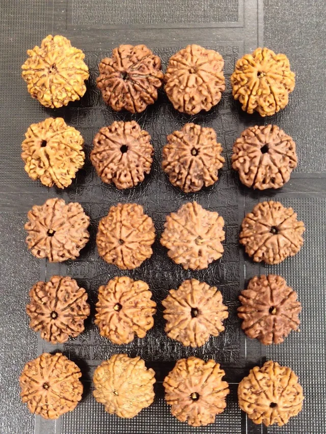 Astro Planet 8 Mukhi Rudraksh - Bourbon