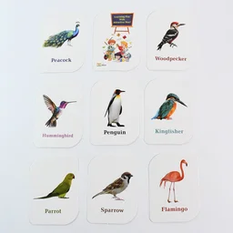 Bird Flashcards – 32 Realistic Educational Cards for Kids