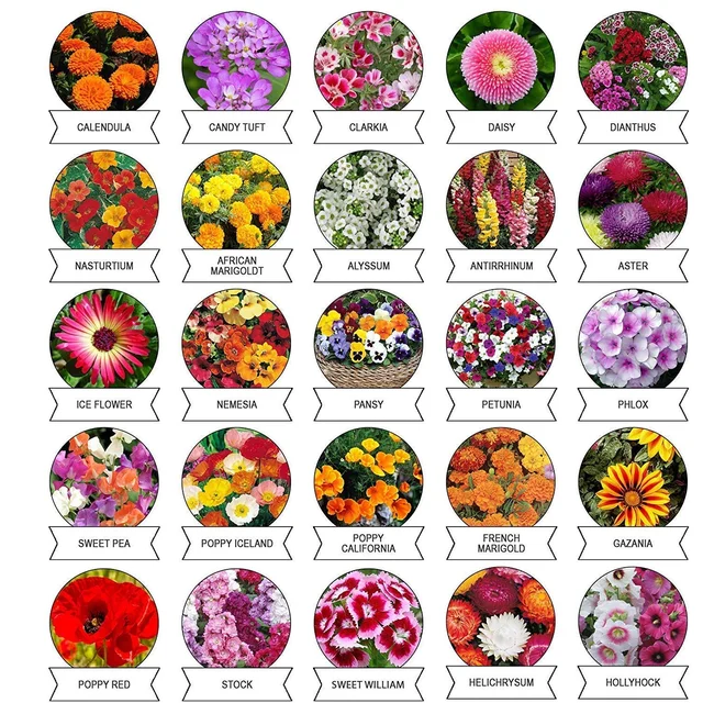 Flower Seeds Combo – 20 Varieties for Vibrant Gardens
