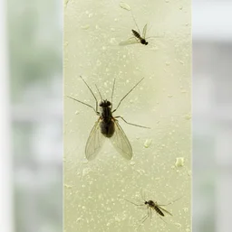 Fly Catcher Sticky Strips Non-Toxic Odorless