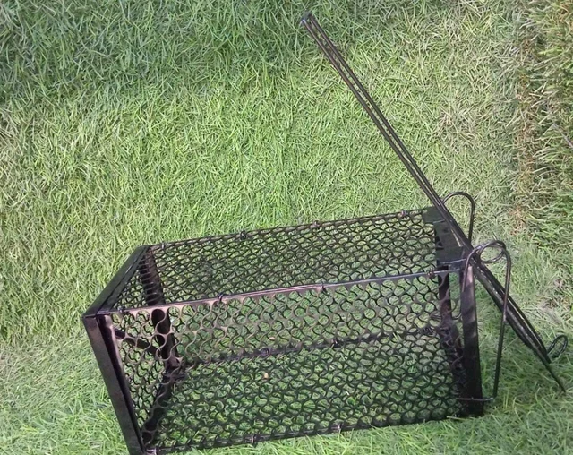 Humane Mouse Trap – Foldable Live Catch Cage for Rodents |