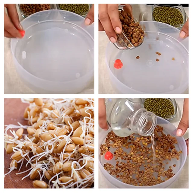 Sprout Maker 4 Compartment – Fresh & Healthy Sprouts | Tidy Table