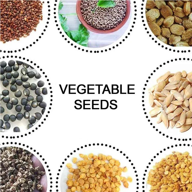 Vegetable Seeds Combo – 15 Varieties for Home Gardening