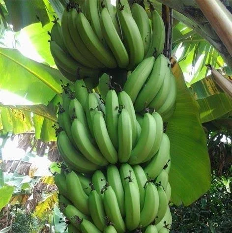 Banana (Jahaji Kol) - 10pc