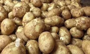 Potato(Agra)Aloo