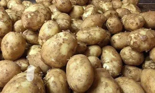 Aalu Potato Notun