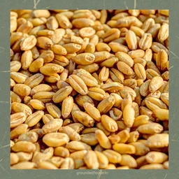 Sharbati Wheat Flour - Sihore Premium 1kg - 1 kg, Fine