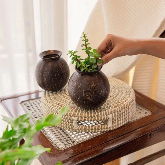 Planter 01 - Pot Shaped Coconut Planter | Indoor Plants, Succulents (1 Pot)