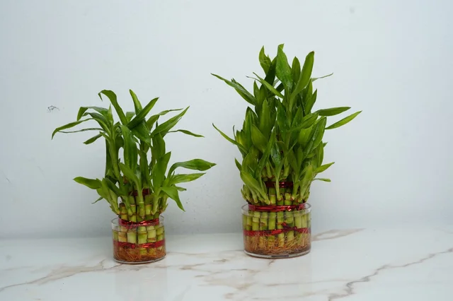 Combo Plant 