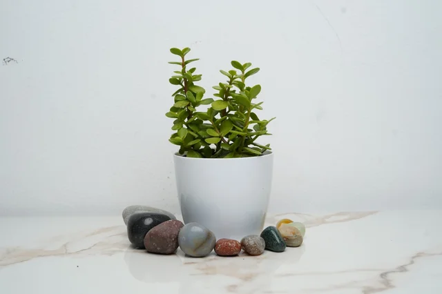 Plant 1
