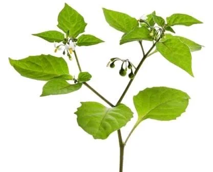 Black Nightshade - 1 Bunch