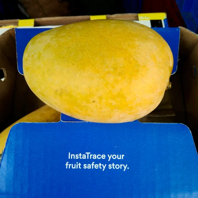Kesar Mango - 170 Kg