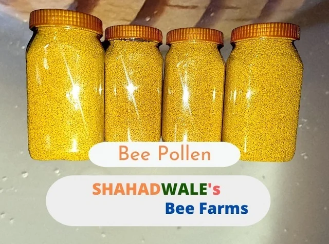SHAHADWALE Mustard Flower Bee Pollen – High Protein Energy Boost / Buy Now - 250gm