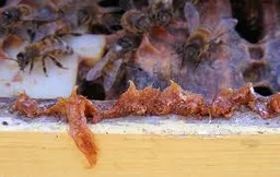 Raw Bee Propolis - 250 gm