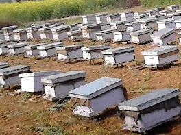 SHAHADWALE "Boost Your Farm’s Productivity with Our Beehives Rental Service" - standard, Pollinators