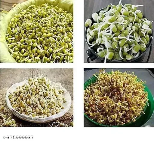 Sprout Maker with 3 Container for Living Healthy Life