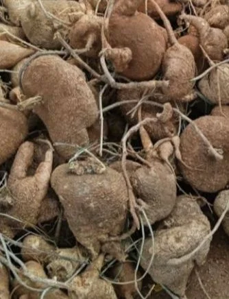 கருடன் கிழங்கு - Karudan Kilangu - Karudan Kizhangu - 500 g