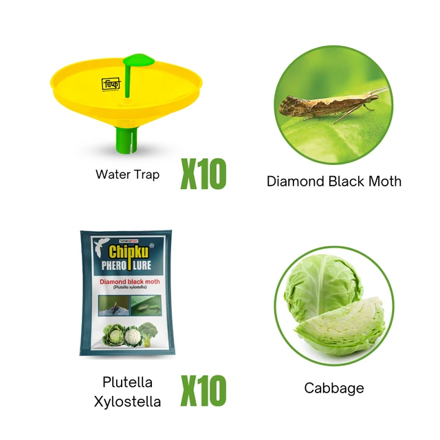 Chipku Diamond Black Moth (Cabbage/Cauliflower)