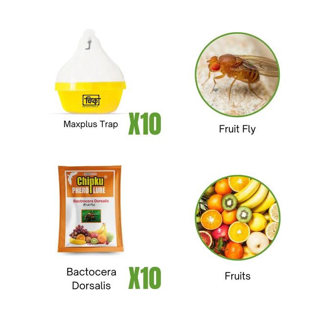 Chipku Fruit fly (All Fruit Crops)