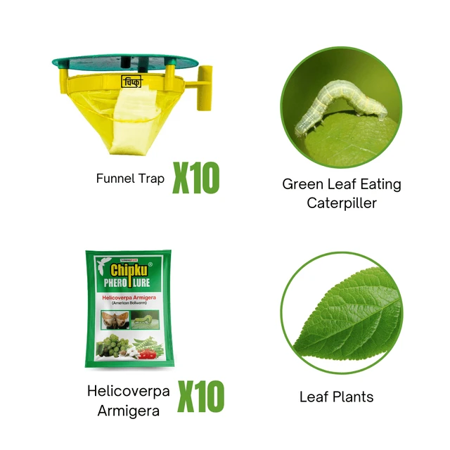 Chipku Green Leaf Eating Caterpiller (Leaf Plants)